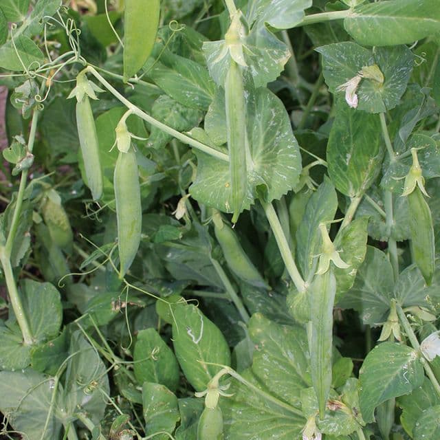 Stamdoperwt 'Kelvedon wonder' BIO - zaden