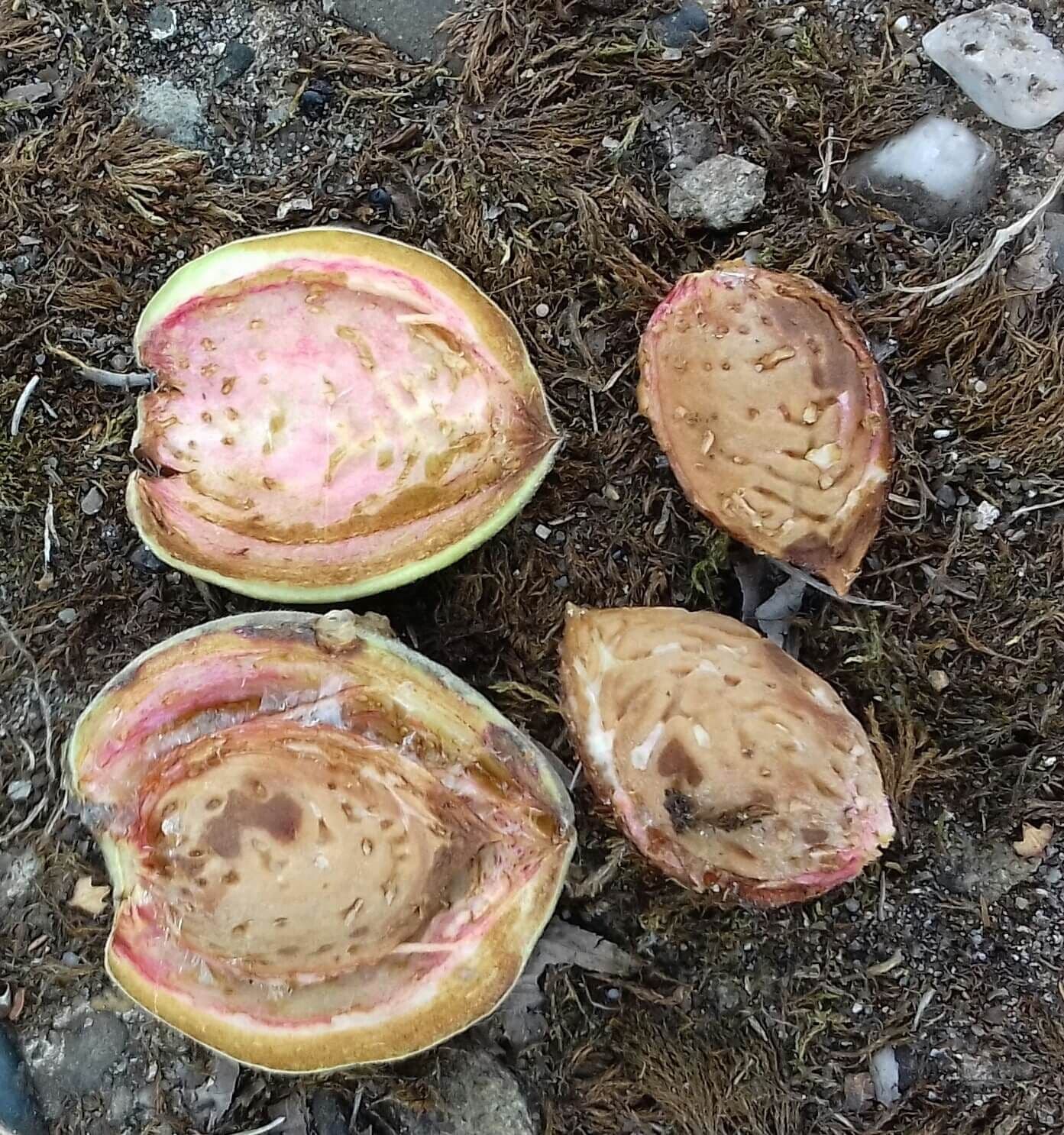 1 Zoete Amandel Prunus dulcis 'Ferraduel'