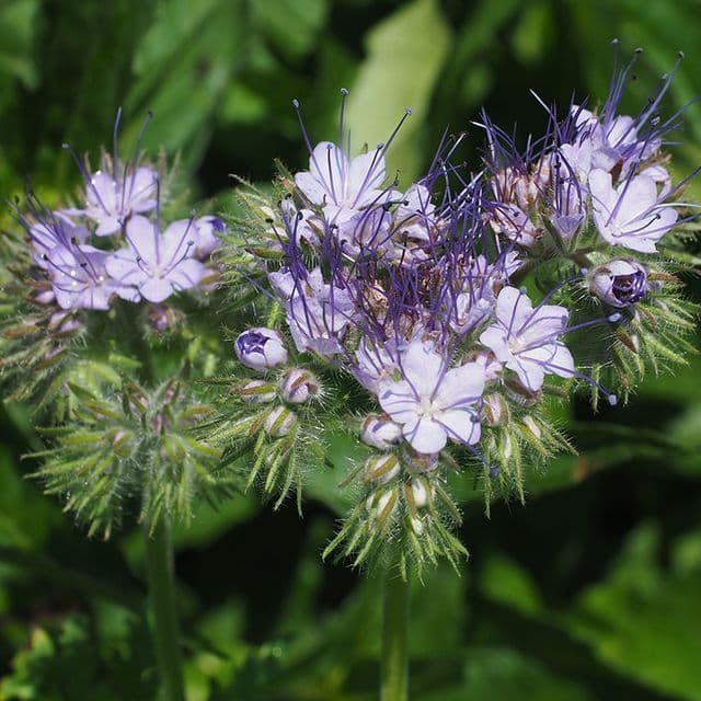 Phacelia - Groenbemester\Bijenplant BIO - zaden