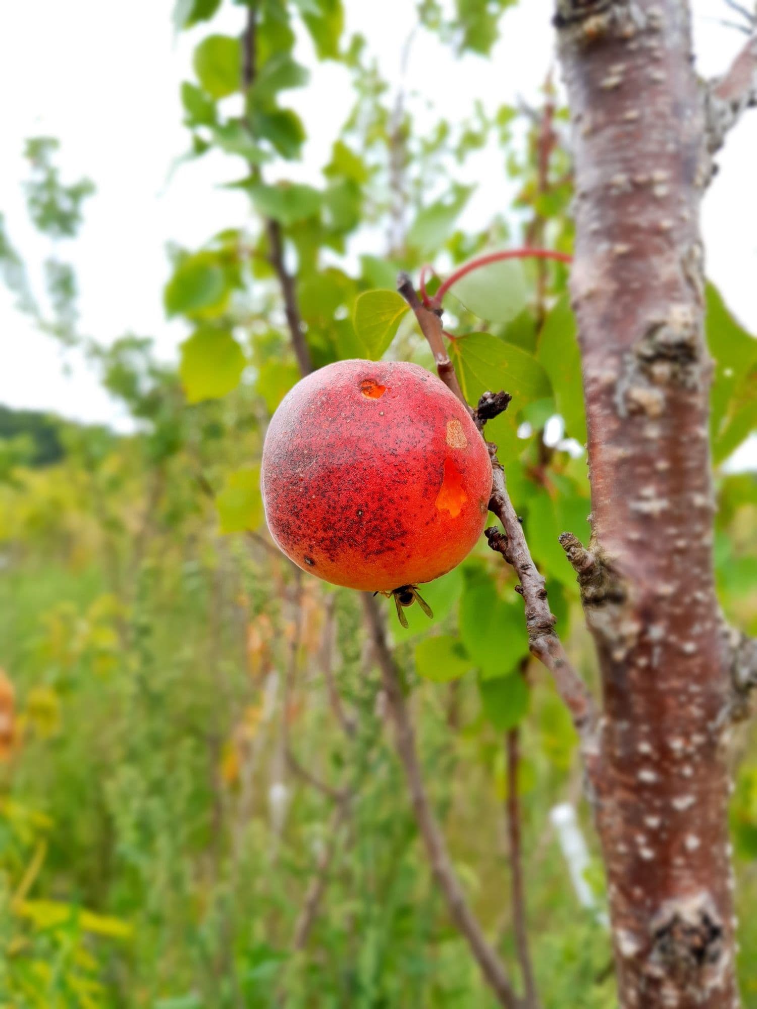 Abrikoos, Prunus ar. 'Hargrand'
