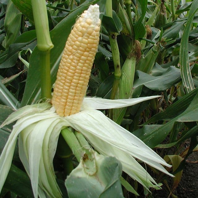 Suikermais 'Golden Bantam' BIO - zaden