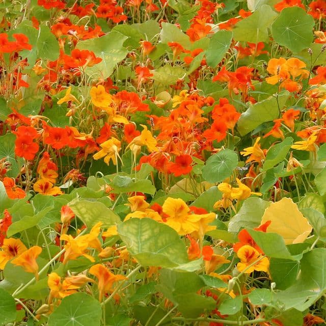 Oost-Indische kers -rankend`/klimmend- BIO - zaden