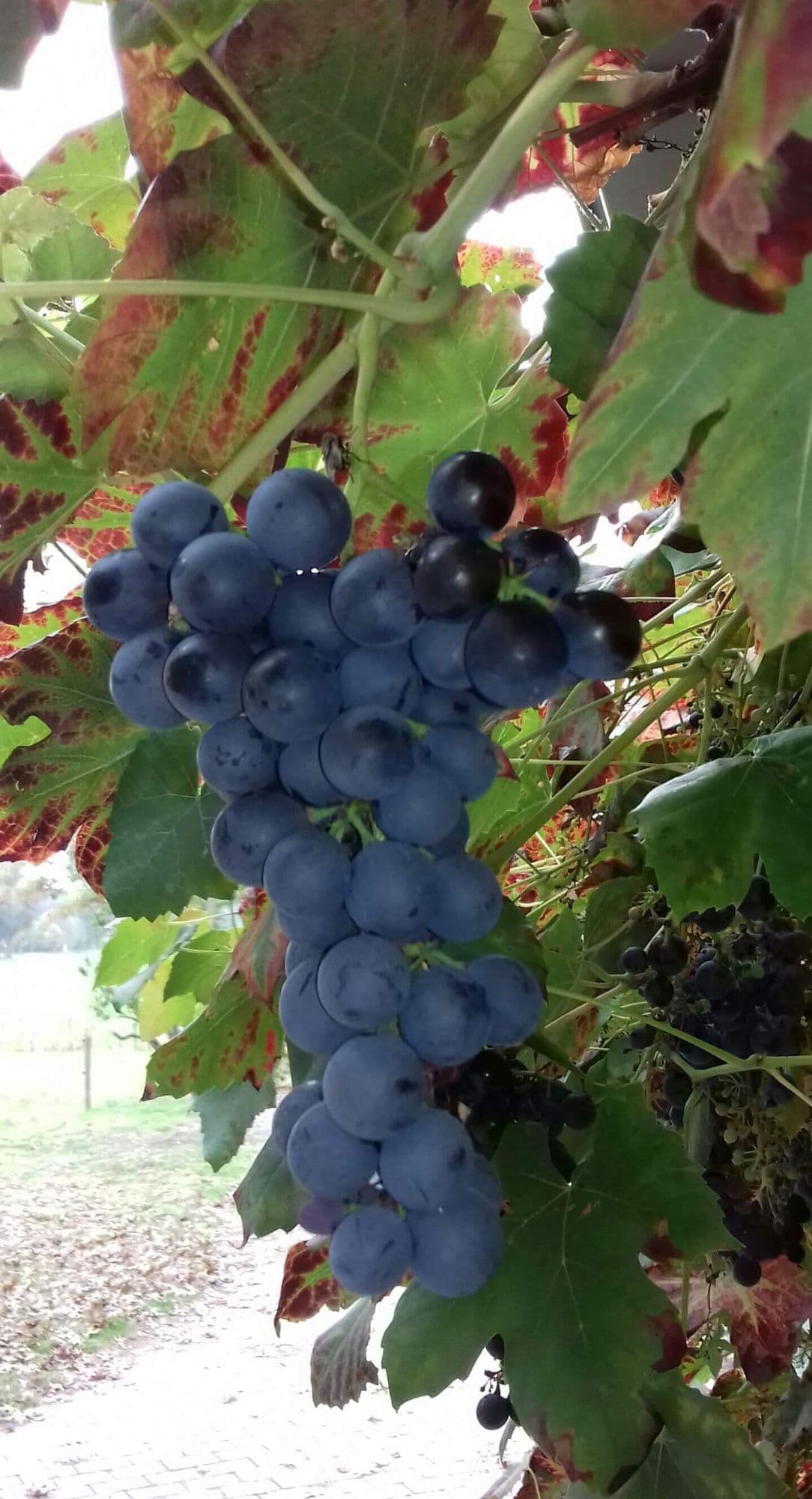 Blauwe resistente topdruif, Vitis vin. 'Vera'