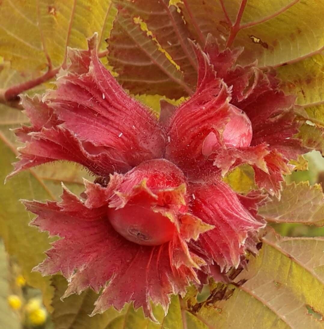 Rode hazelaar, Corylus 'Rode zellernoot