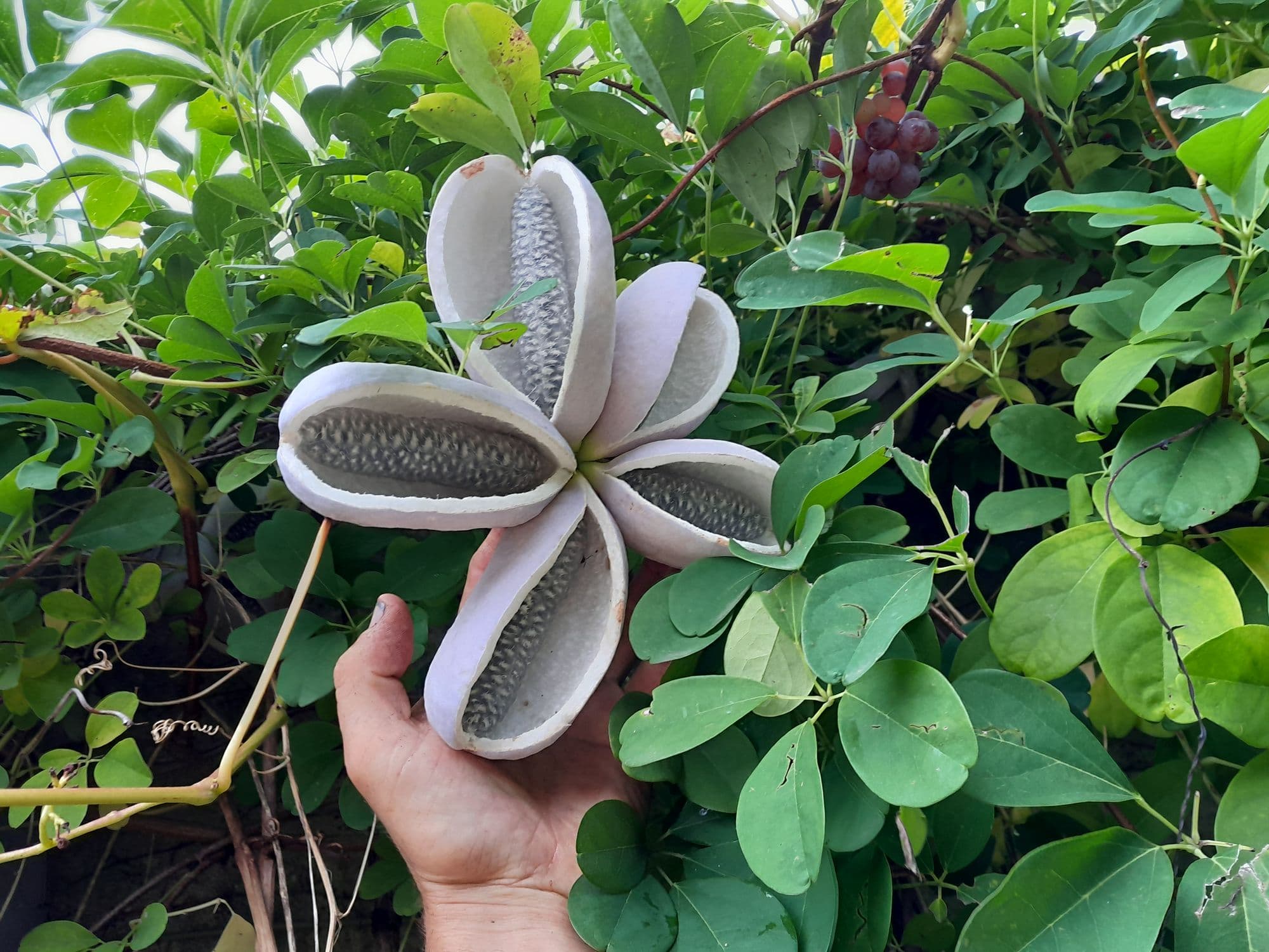 Chocoladerank, Akebia quinata 'Silver Bells' in 2Lpot 100cm+