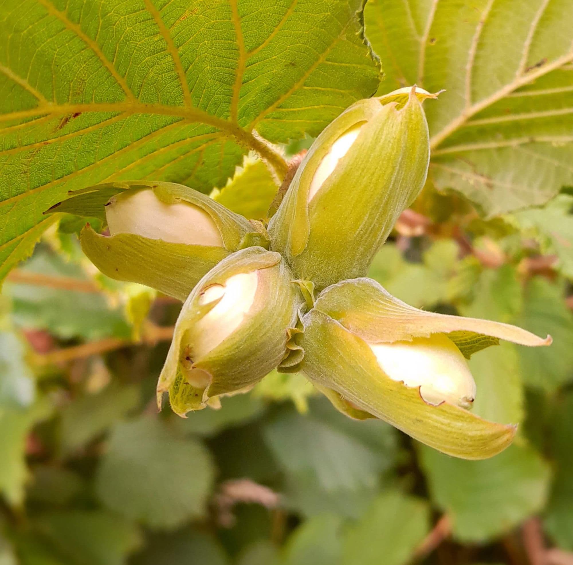 Grootvruchtige hazelnoot, Corylus avelana 'Webs price Cobb' (aanrader!)