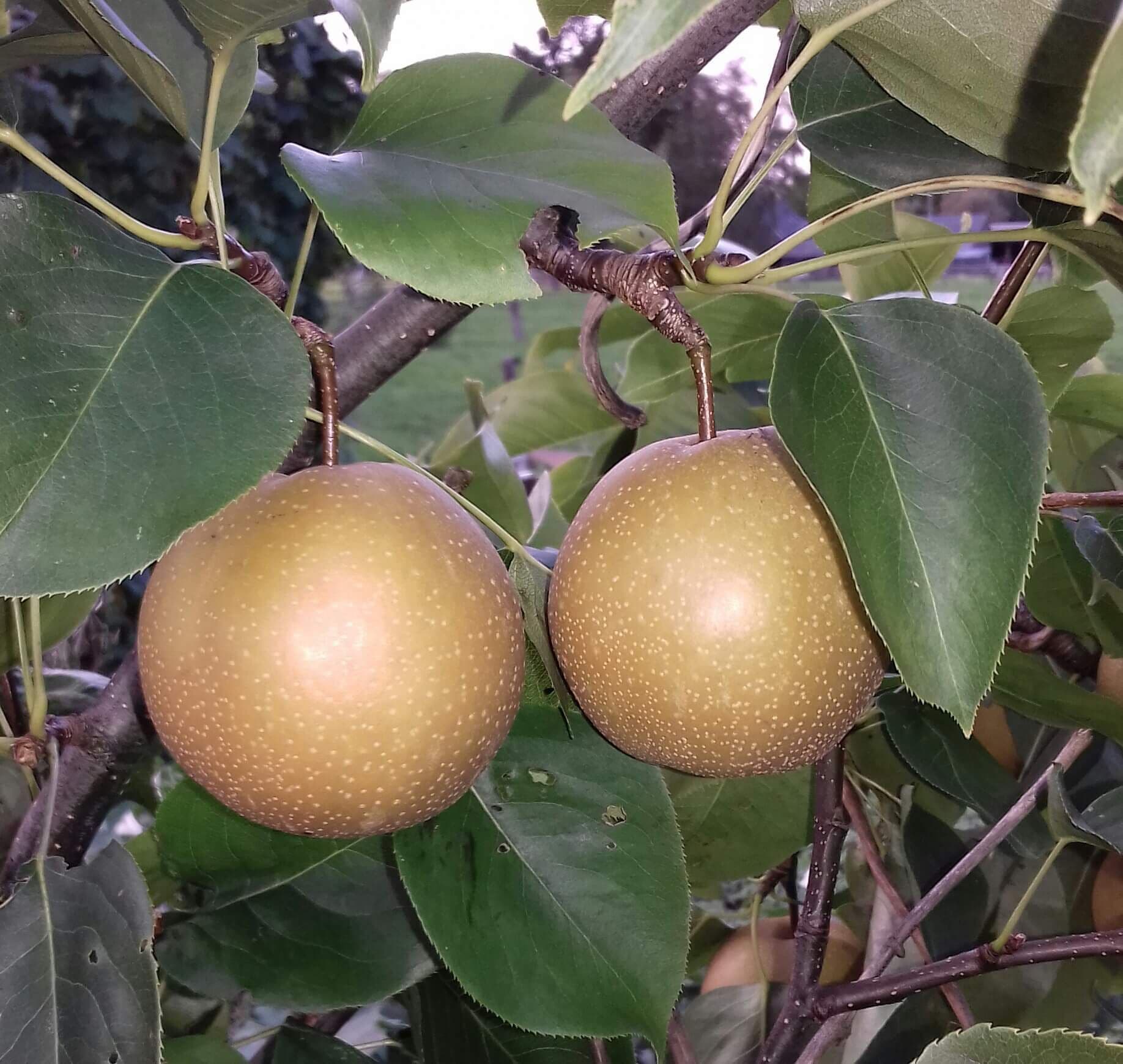 Nashipeer, Pyrus pyrifolia'Chojuro' spil in 3Lpot biowijze gekweekt