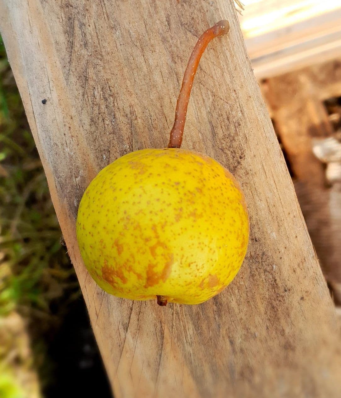 Nashipeer, Pyrus pyr. 'Petit Dessert' spil in 3Lpot biowijze gekweekt