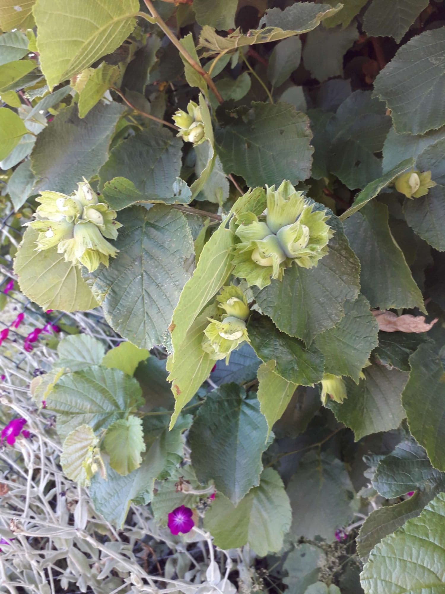 Grootvruchtige hazelnoot, Corylus avelana 'Barcelona' ( zeer grote en lekkere noten, favoriet!)