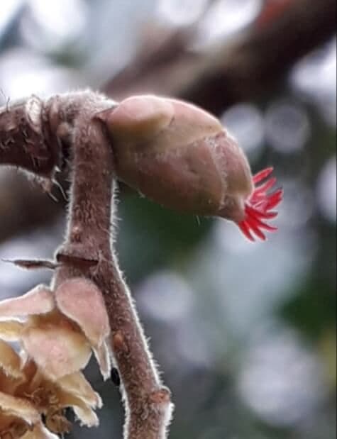 Italiaanse Hazelnoot, Corylus 'Tonda Romana' in 1Lpot geent op colurna