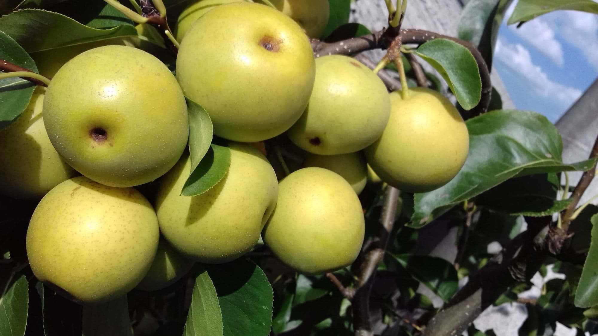 Nashipeer, Zandpeer, Pyrus pyrifolia 'Kosui' spil in 3Lpot biowijze gekweekt