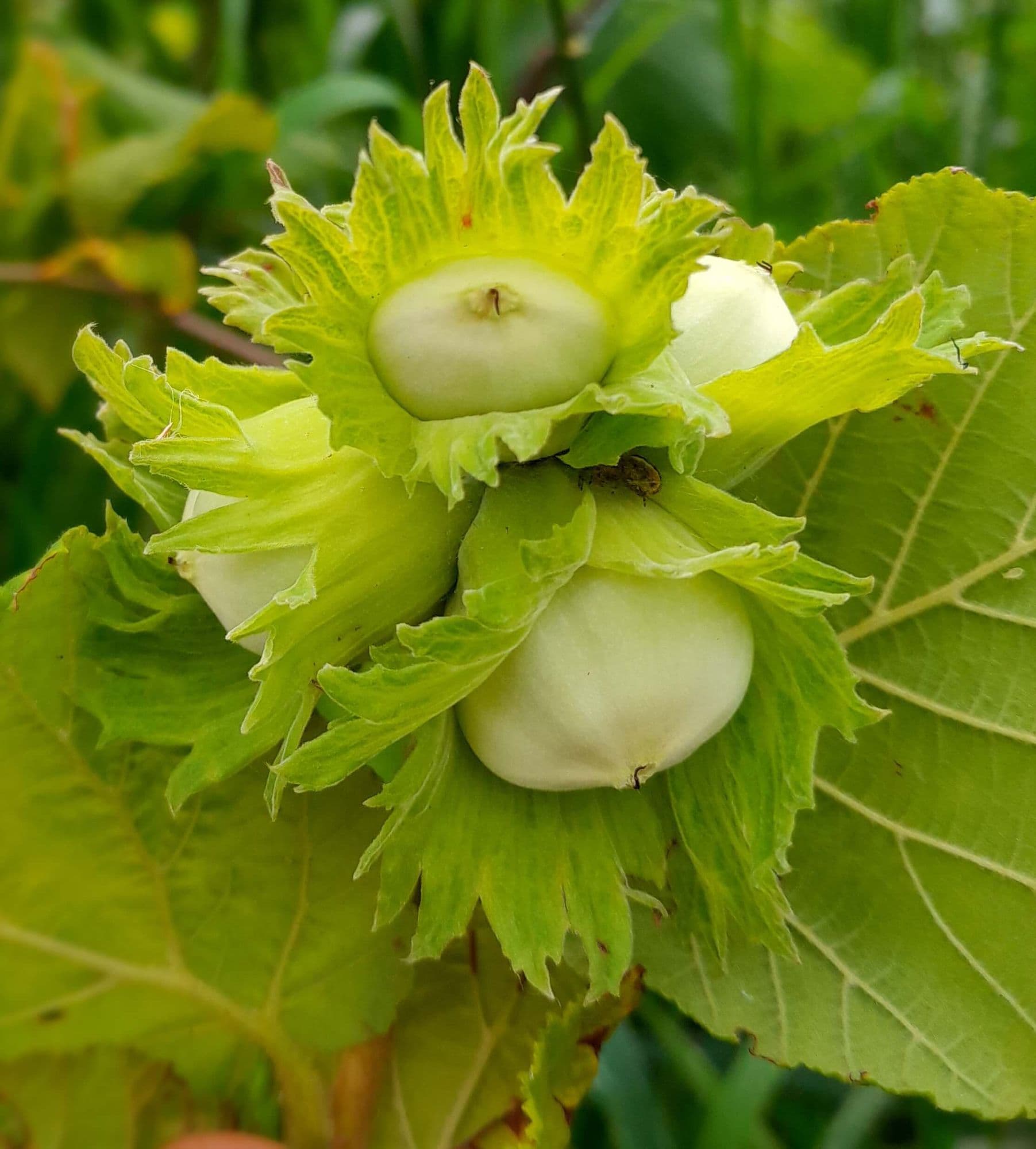 Italiaanse hazelnoot, Corylus 'Tonda gentile delle Langhe' (Dé Nutella noot) in 1Lpot geent op colurna