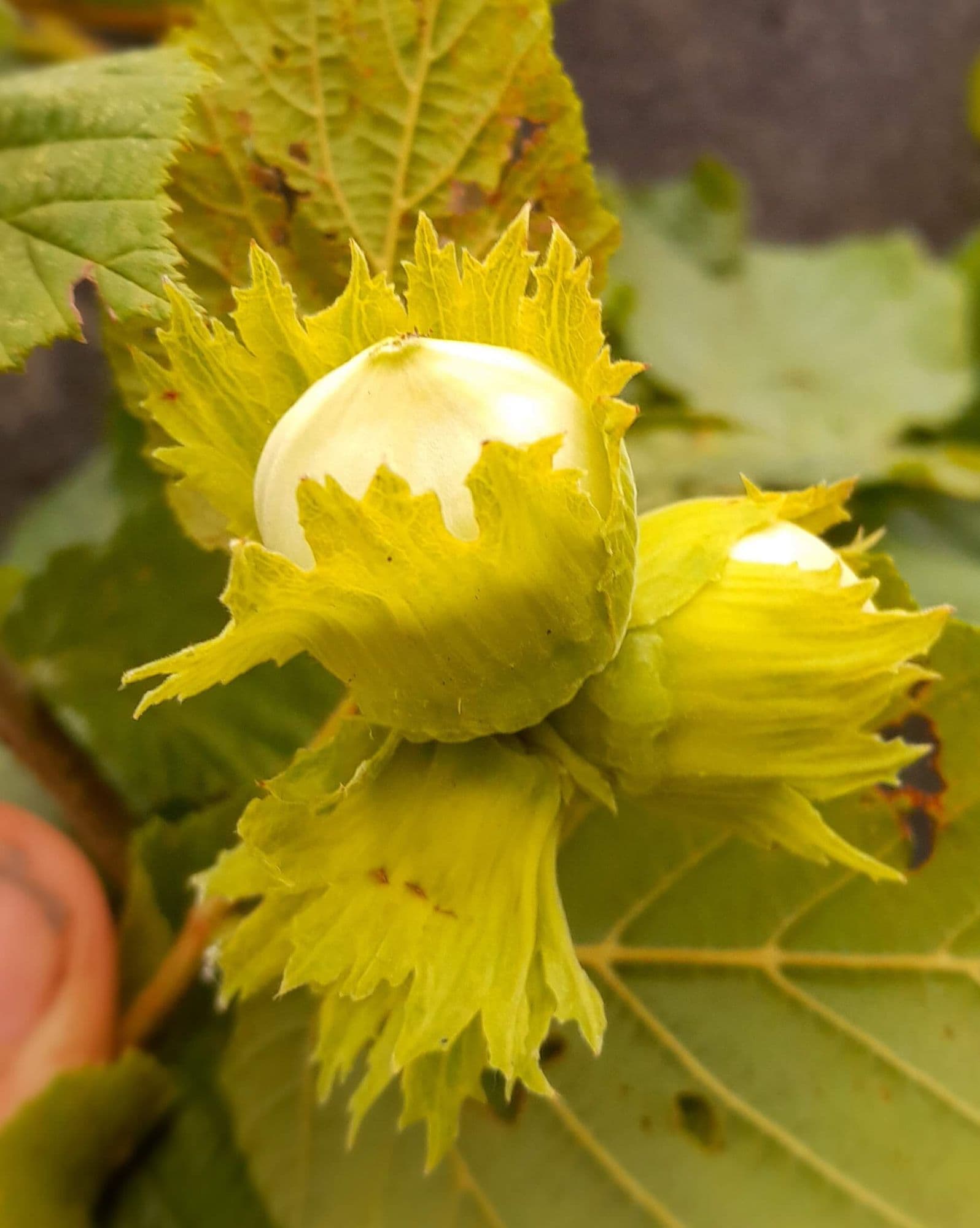 Heerlijke hazelnoot, Corylus avelana 'Halle'sche Riesen'/Geant 'd Halle in 1Lpot geent op colurna