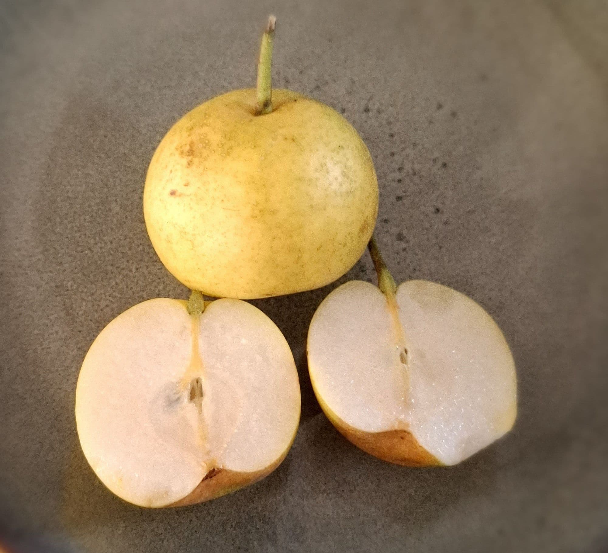 Nashipeer Pyrus pyrifolia 'Nijiseiki ( zelfbestuiver!) spil in 3Lpot biowijze gekweekt