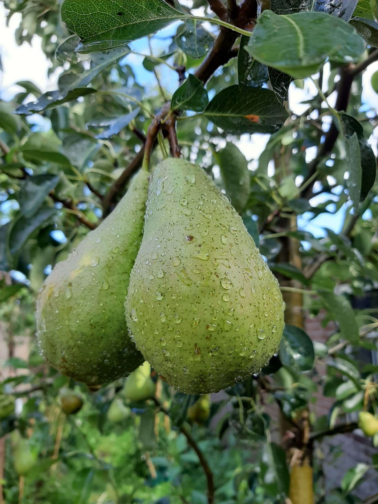 Pyrus 'Concorde' zeer smakelijke Handpeer