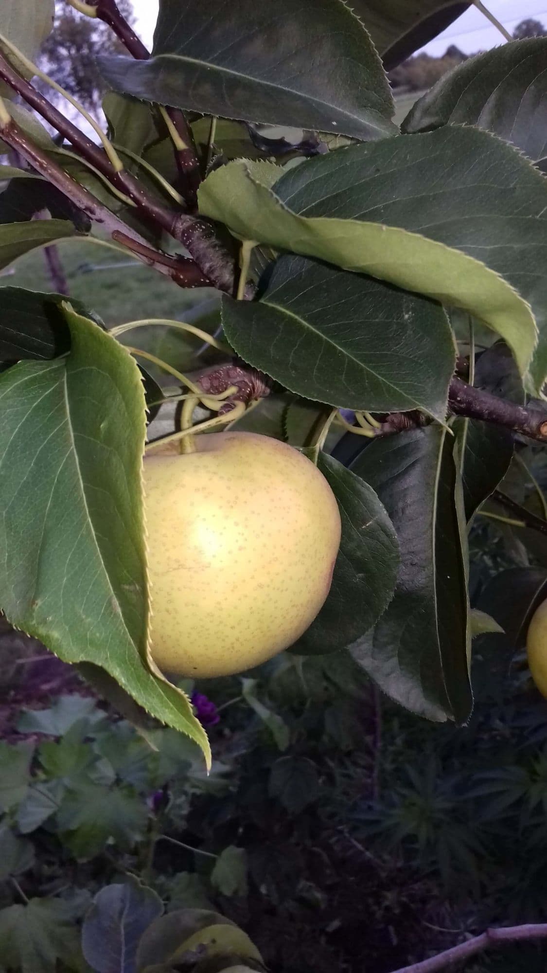 Nashipeer, Zandpeer, Pyrus pyrifolia 'Niitaka' spil in 3Lpot biowijze gekweekt