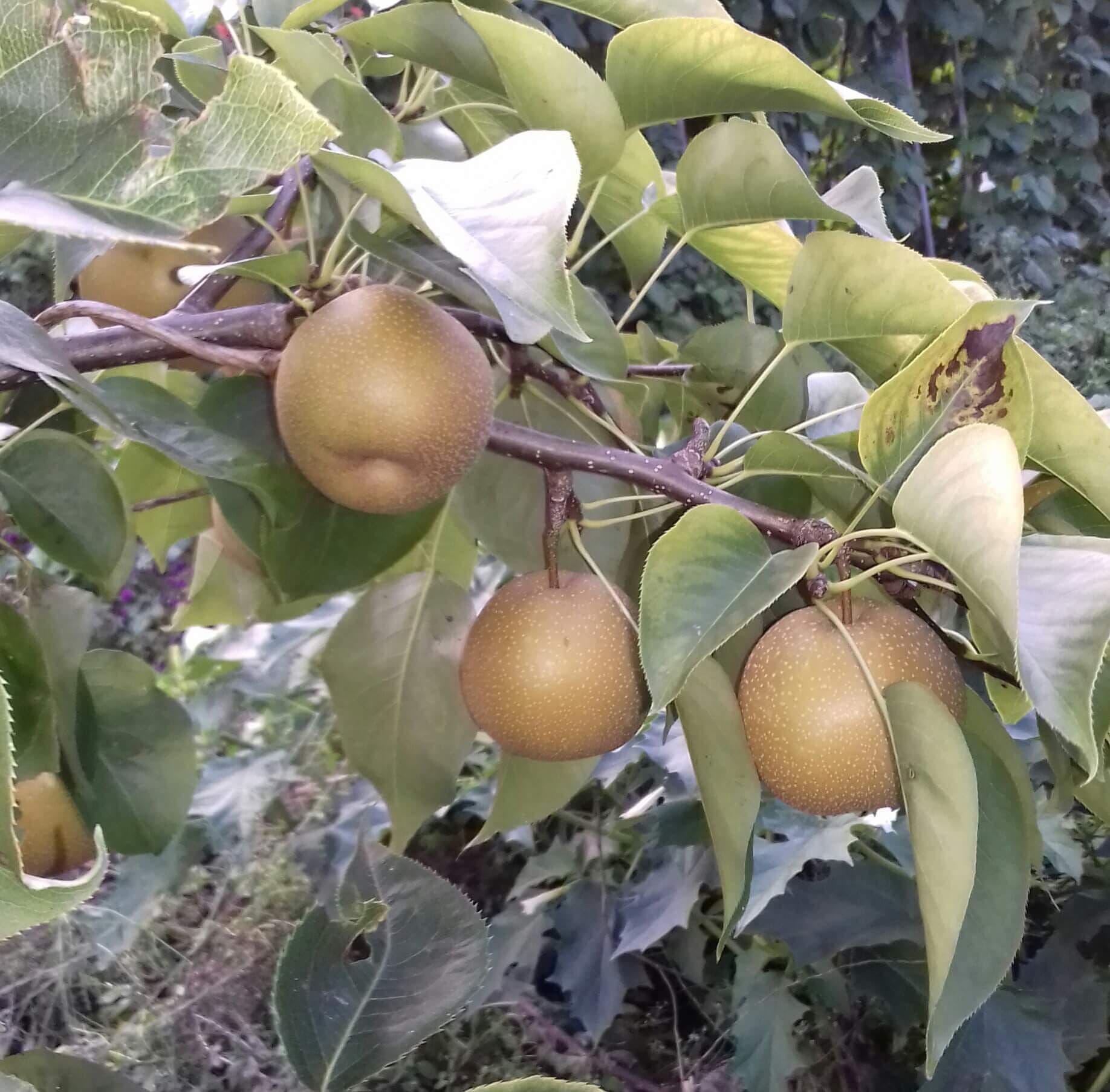 Nashipeer, Zandpeer, Pyrus pyrifolia 'Hayatama' spil in 3Lpot biowijze gekweekt