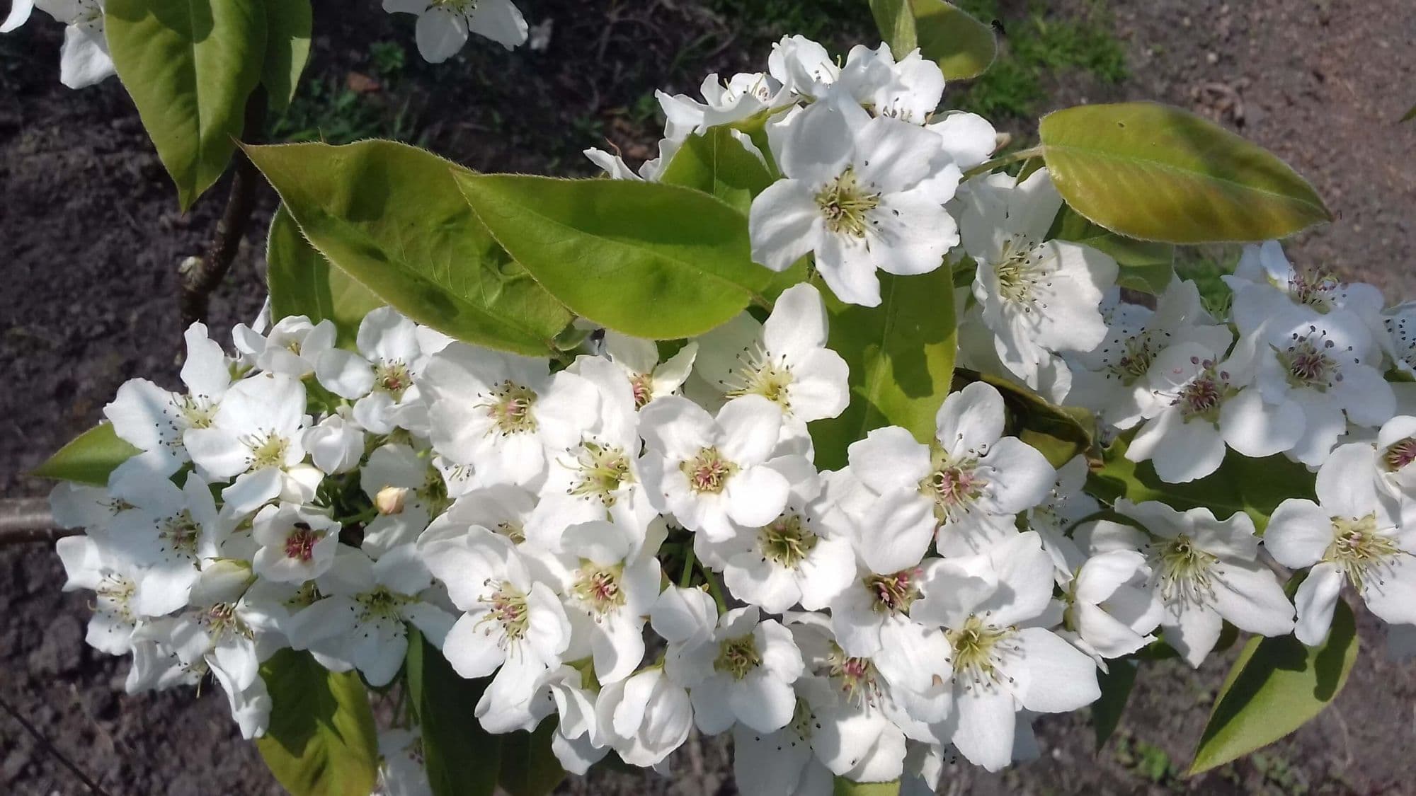 Stoofpeer, Pyrus 'Gieze Wildeman'