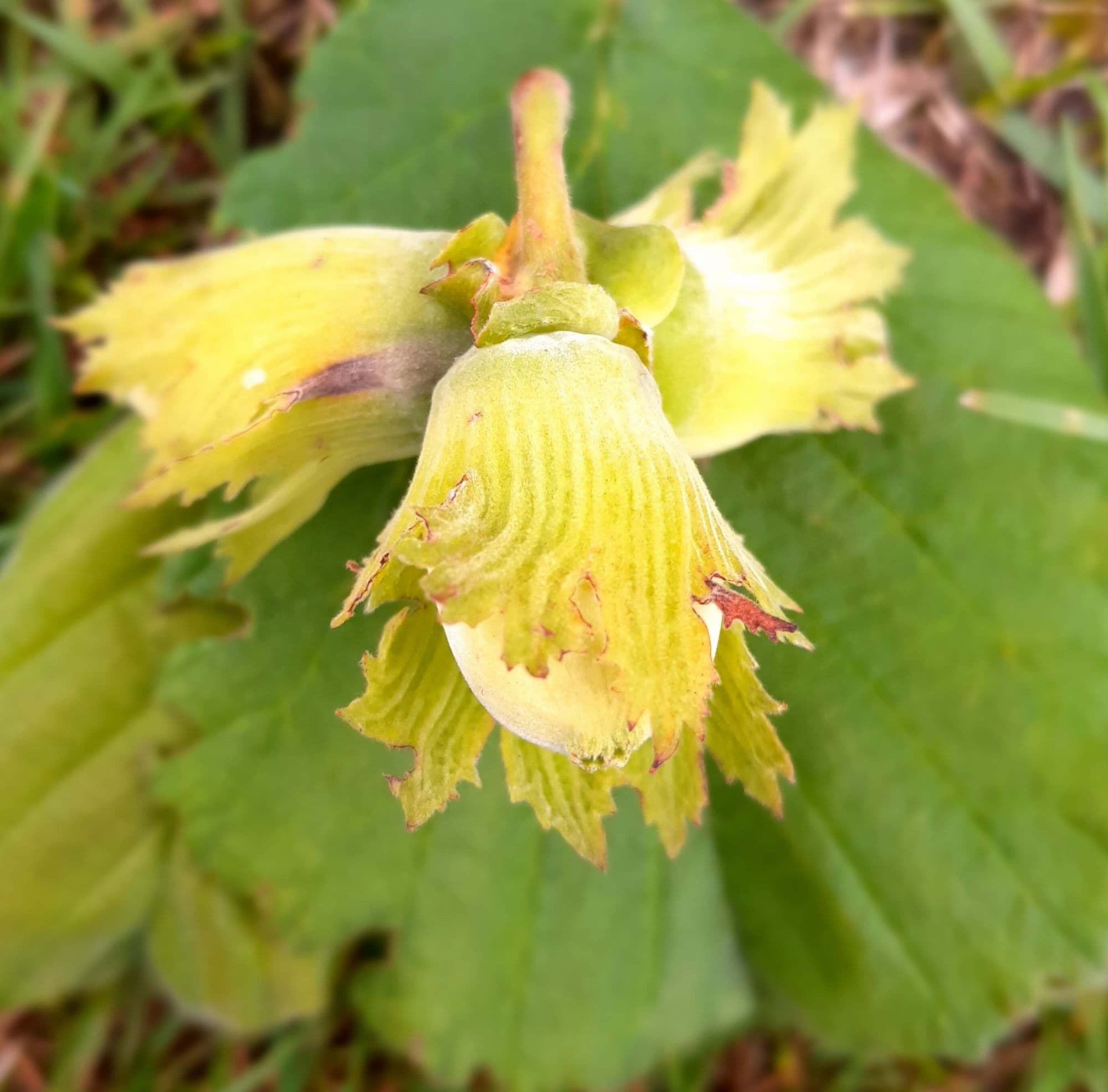Zeer productieve hazelaar, Corylus av. 'Mogulnus'in 1Lpot geent op colurna