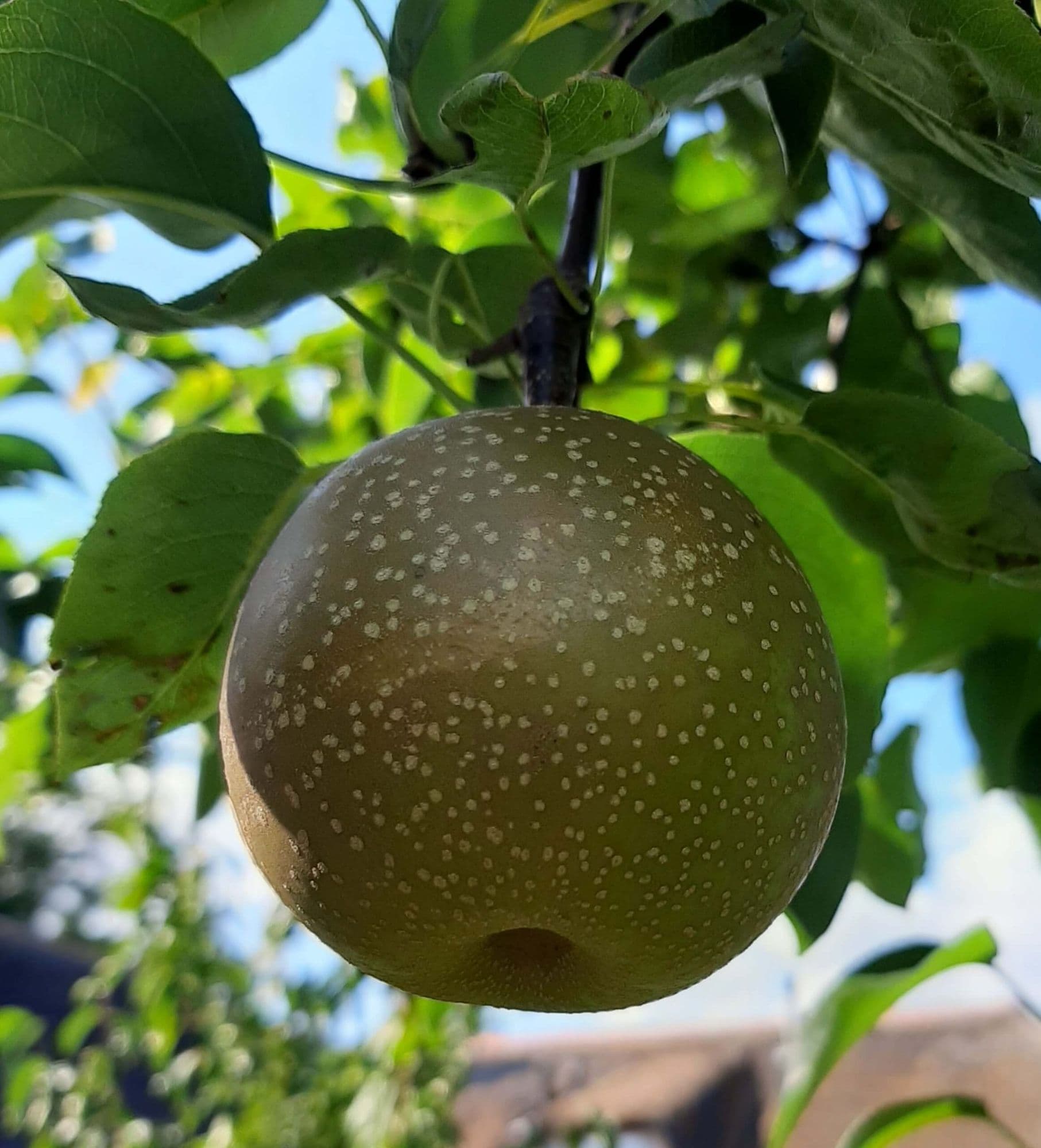 Nashipeer, Zandpeer, Pyrus pyrifolia 'Tama' spil in 3Lpot biowijze gekweekt
