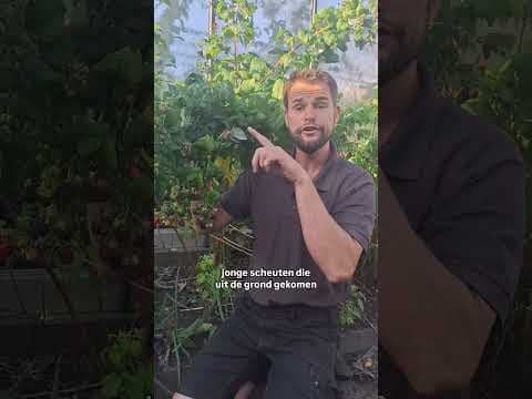 Black polka framboos, juweel voor in je tuin!