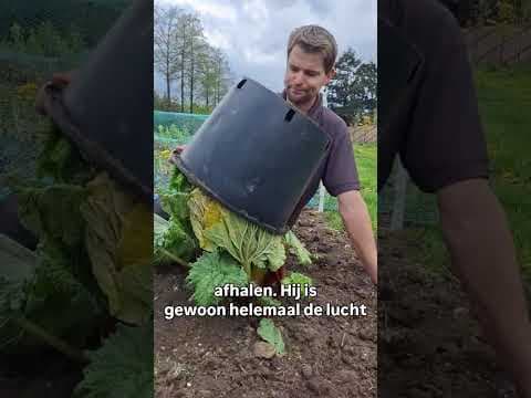 oh nee, rabarbleken, hoe het NIET moet