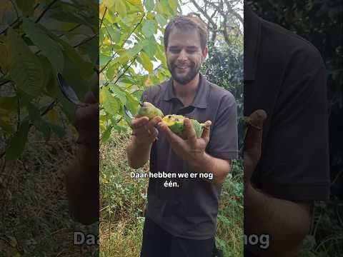 Pawpaw, top1 lekkerste tropisch fruit uit Nederland (Asimina triloba)