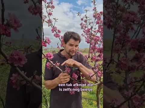 Verbluffende bloei van de roodvlezige-appel Dries. Waarom je deze moet planten