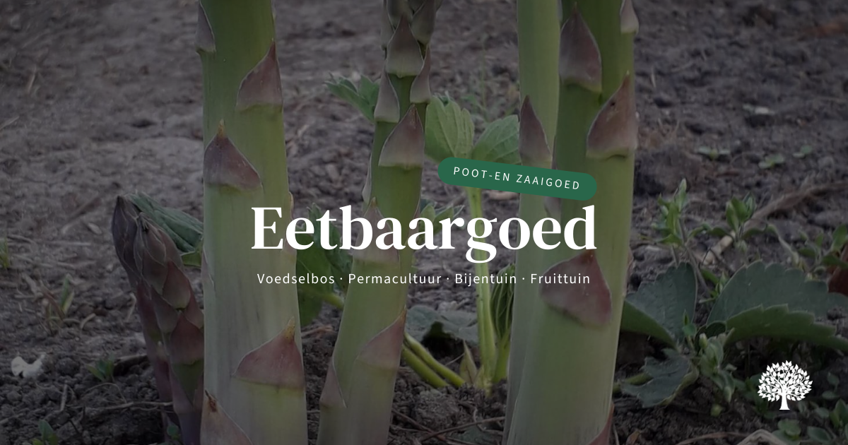Groene Asperge, Asparagus 'Aspalim' | Eetbaargoed
