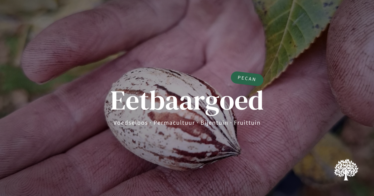 Pecan, Pecannoot, Carya illinoinensis ‘Mohawk' | Eetbaargoed