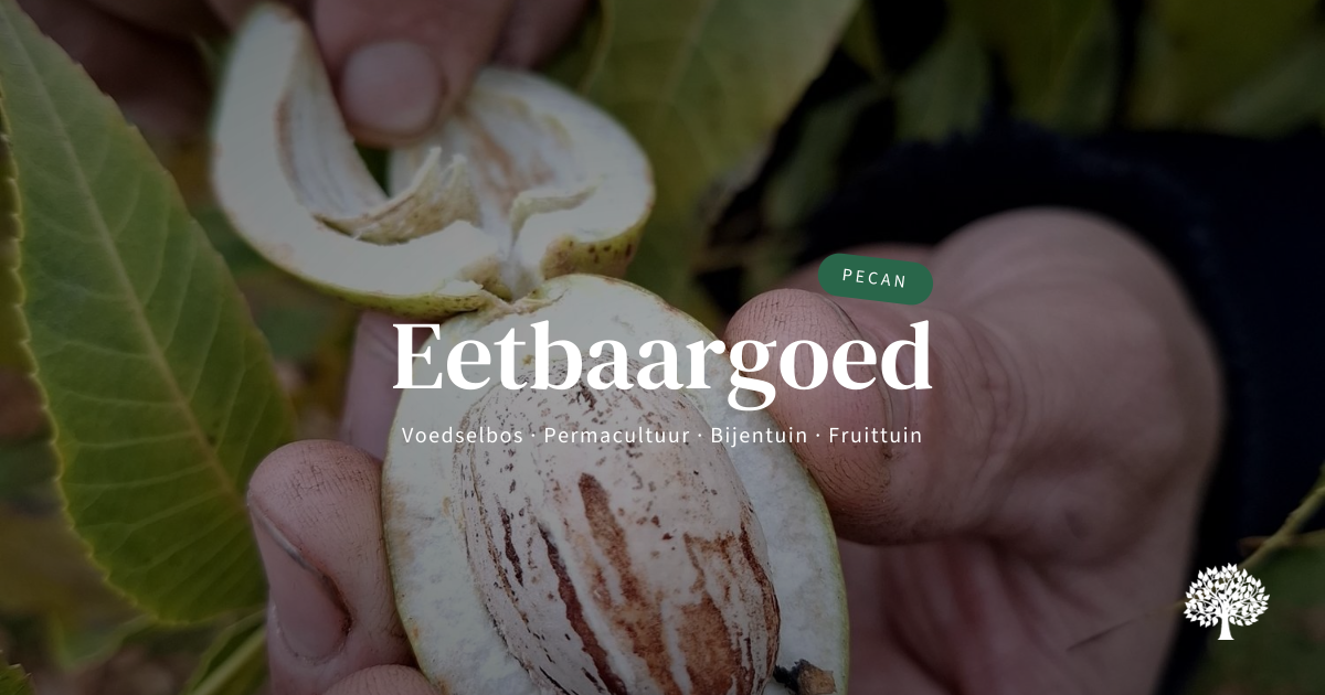 Pecan, Pecannoot, Carya illinoinensis 'Pawnee | Eetbaargoed