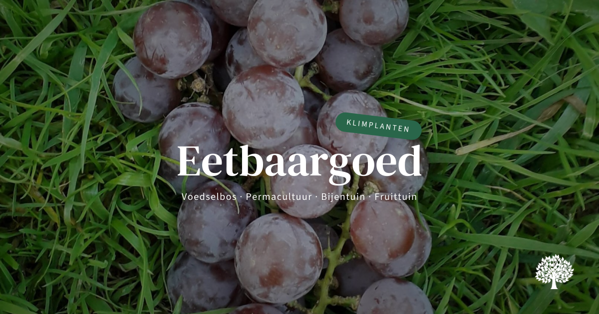 Rood/blauwe druif Vitis 'Reliance' 1Lpot 60/80cm | Eetbaargoed
